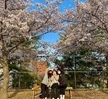  Sister&Brother 벚꽃 사진 대회(2021.04.09)